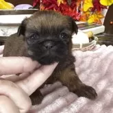 ブリュッセルグリフォン【埼玉県・女の子・2025年10月15日・レッド】の写真3