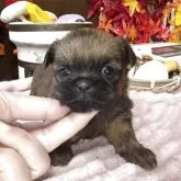 ブリュッセルグリフォン【埼玉県・女の子・2025年10月15日・レッド】の写真4