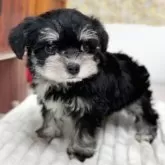 ミックス(マルチーズ×ミニチュアシュナウザー)【埼玉県・男の子・2024年12月1日・ブラック&シルバー】の写真4