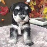 ミックス(マルチーズ×ミニチュアシュナウザー)【埼玉県・女の子・2025年10月30日・ブラック&シルバー】の写真4