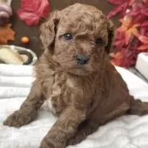 トイプードル(トイ)【埼玉県・男の子・2025年10月17日・レッド】の写真4