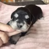 ミックス(マルチーズ×ミニチュアシュナウザー)【埼玉県・女の子・2025年10月30日・ブラック&シルバー】の写真12