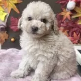 トイプードル(トイ)【埼玉県・女の子・2025年10月11日・クリーム】の写真5