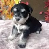 ミックス(マルチーズ×ミニチュアシュナウザー)【埼玉県・女の子・2025年10月30日・ブラック&シルバー】の写真5