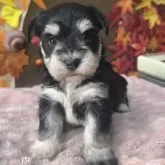 ミックス(マルチーズ×ミニチュアシュナウザー)【埼玉県・女の子・2025年10月30日・ブラック&シルバー】の写真6