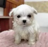 マルチーズ【埼玉県・女の子・2024年12月12日・ホワイト】の写真6
