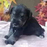 ミニチュアシュナウザー【埼玉県・女の子・2025年10月30日・ソルト&ペッパー】の写真6