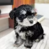 ミックス(マルチーズ×ミニチュアシュナウザー)【埼玉県・男の子・2024年12月1日・ブラック&シルバー】の写真6