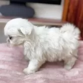 マルチーズ【埼玉県・女の子・2024年12月12日・ホワイト】の写真7