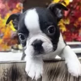 ボストンテリア【埼玉県・男の子・2025年9月17日・ボストンカラー】の写真2