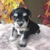 ミックス(マルチーズ×ミニチュアシュナウザー)【埼玉県・女の子・2025年10月30日・ブラック&シルバー】の写真9