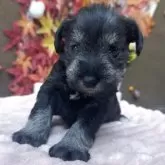 ミニチュアシュナウザー【埼玉県・女の子・2025年10月30日・ソルト&ペッパー】の写真9