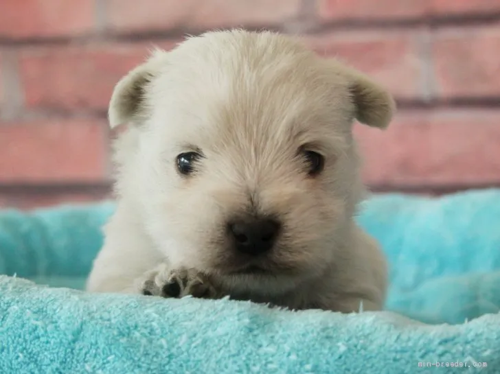 ID：1904-03093の子犬