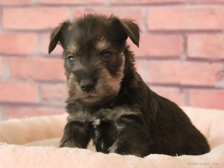 ID:1904-02513の子犬
