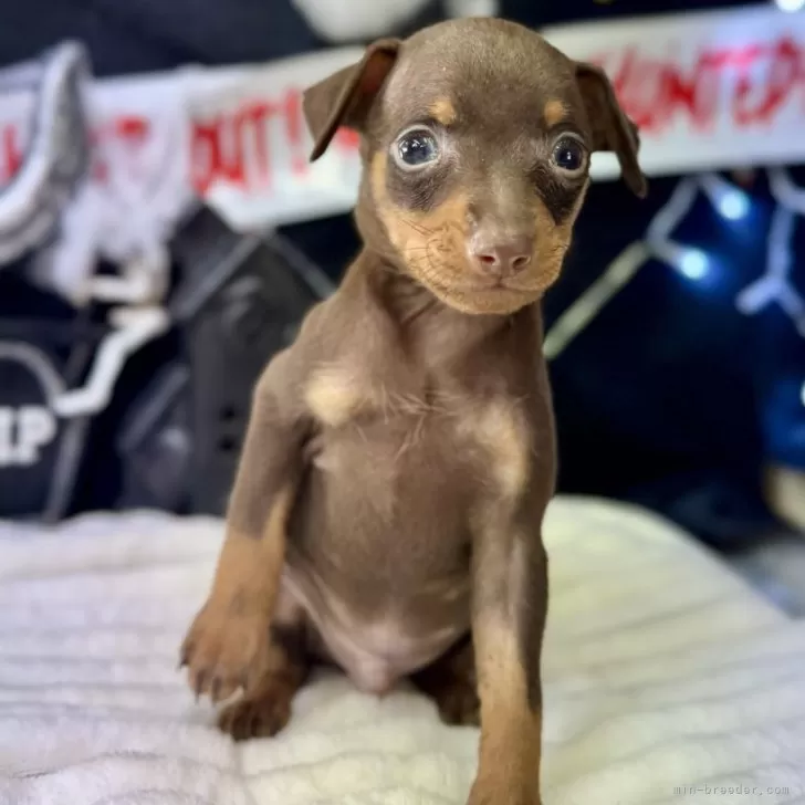 ID：2410-03589の子犬