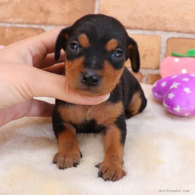 ID:2203-03931の子犬