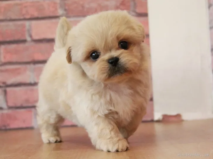 ID：1810-01847の子犬