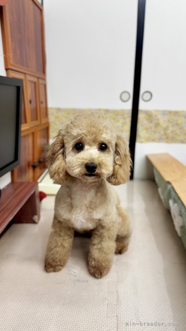 トイプードル【・女の子・2020年12月4日・アプリコット】