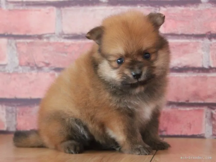 ID：1901-00580の子犬
