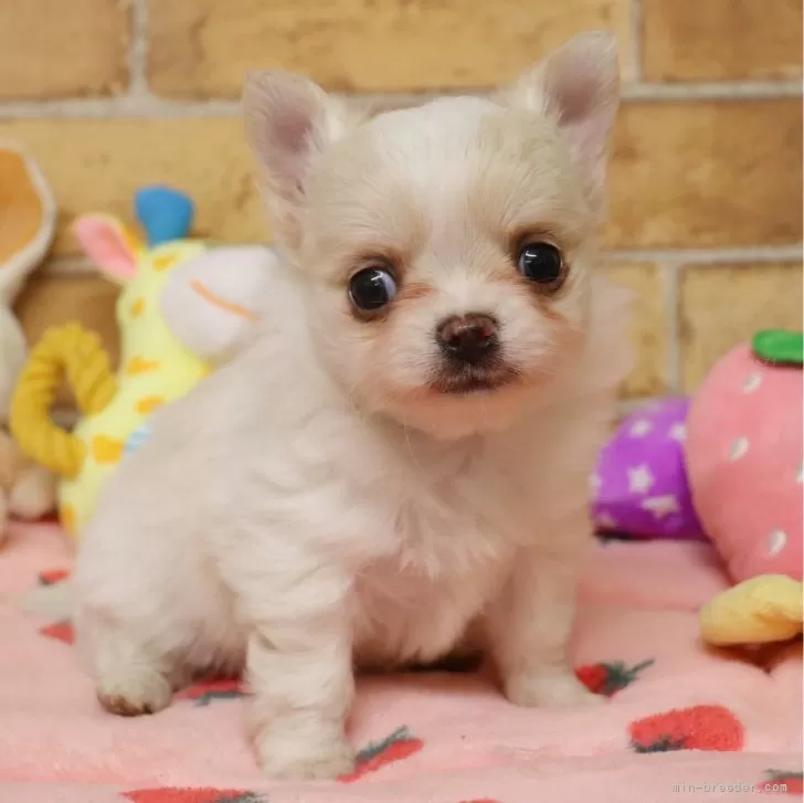 ID:2402-04797の子犬