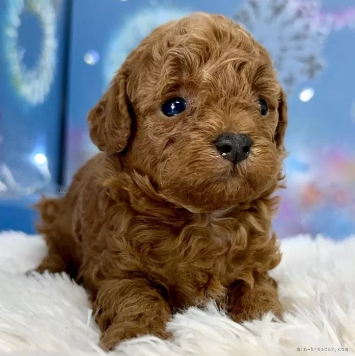 ID:2407-07685の子犬