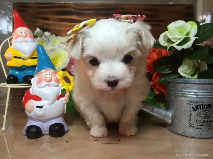 ID:1510-01722の子犬