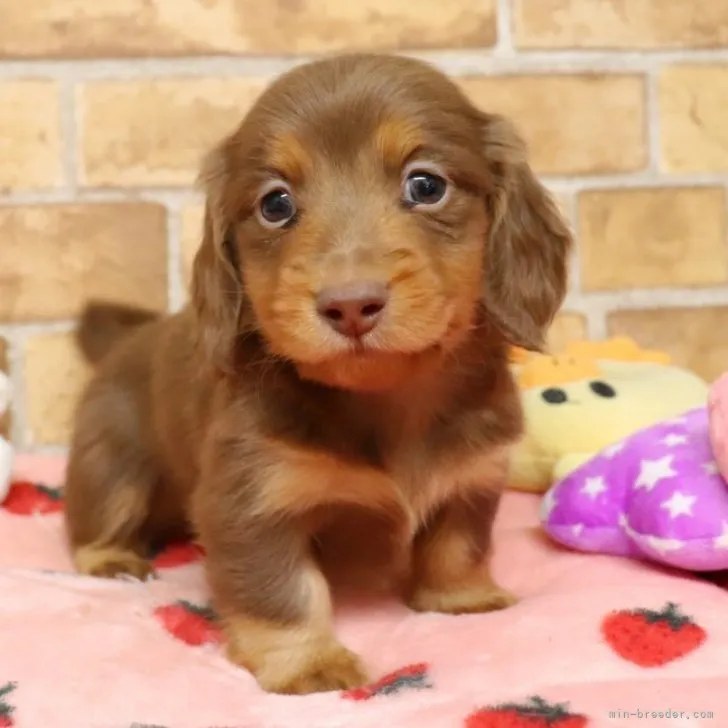 ID：2301-01401の子犬