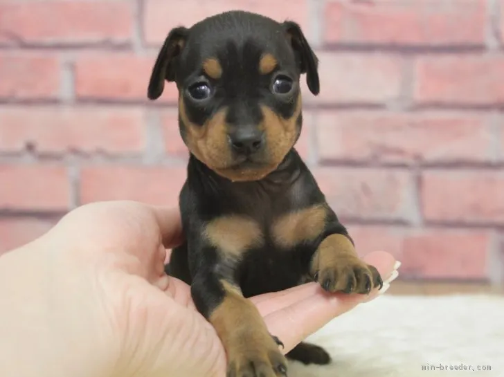 ID：2001-00217の子犬