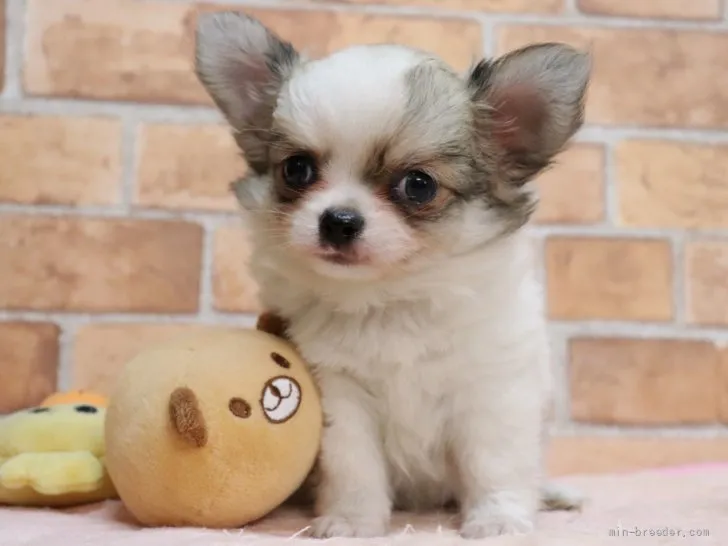 ID:2109-01271の子犬