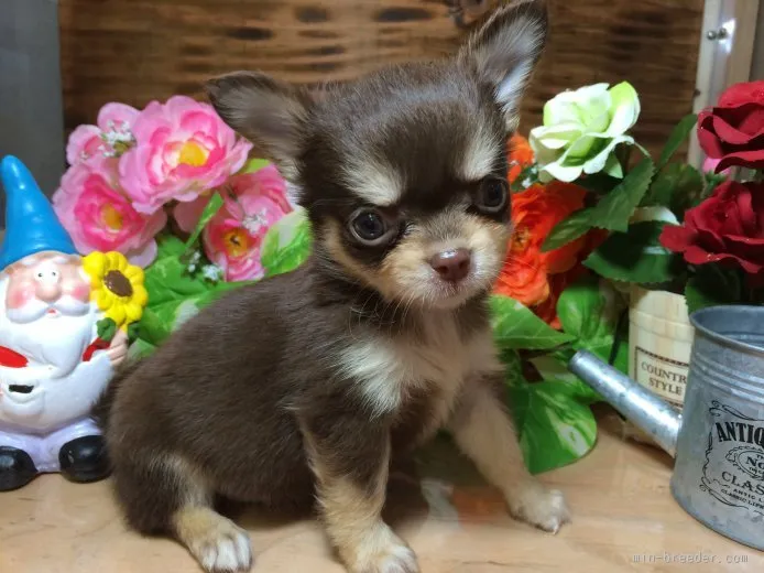 ID：1510-01715の子犬