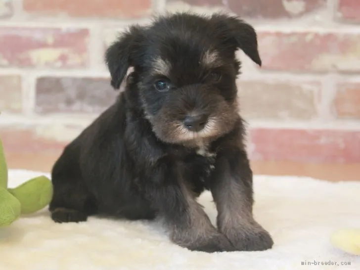 ID：2007-00076の子犬