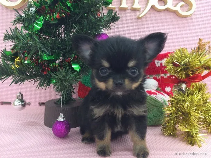 ID：1511-00735の子犬