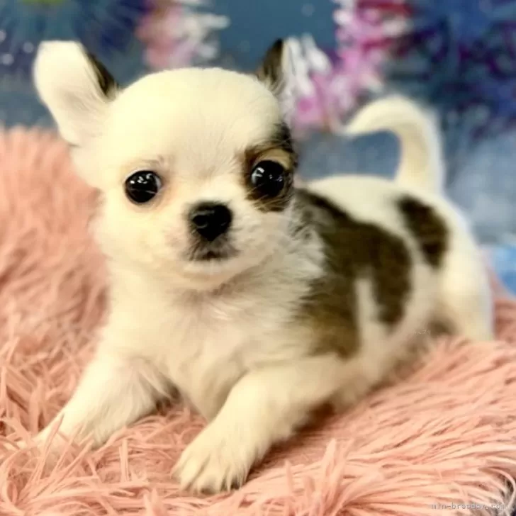ID:2408-03686の子犬