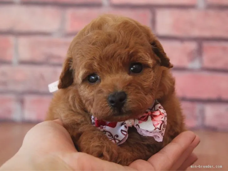 ID:1909-01287の子犬