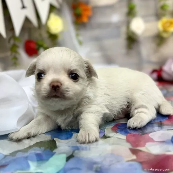 ID：2406-04195の子犬