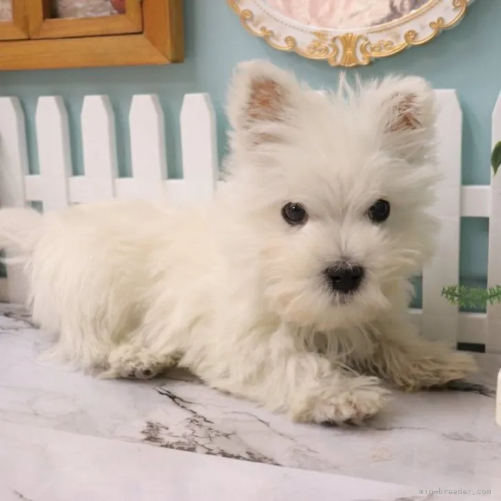 かおり 様のお迎えした子犬