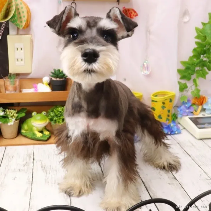 ID：2305-05704の子犬