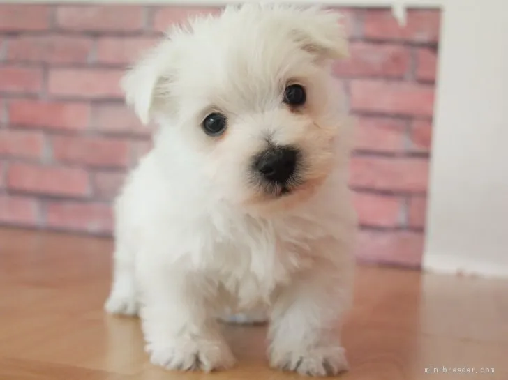 ID：1904-03092の子犬