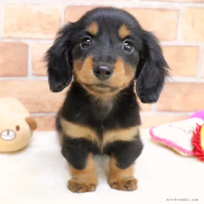 ID：2201-00608の子犬