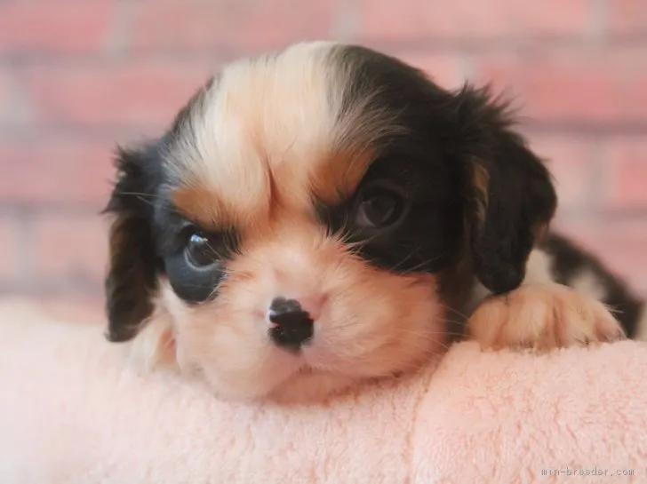ID：1811-02385の子犬