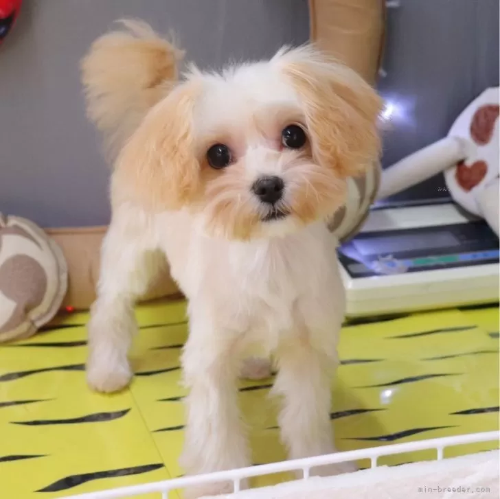 ID：2311-04063の子犬