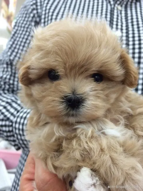 ID：1602-00168の子犬