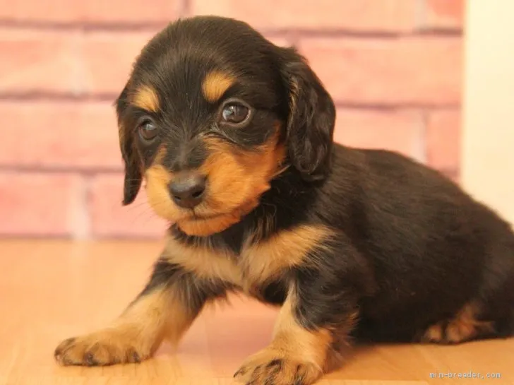 ID：1904-02535の子犬