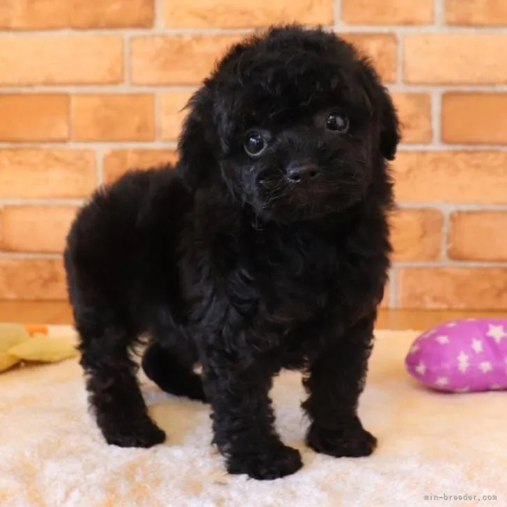 ID：2210-04109の子犬