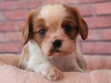 キャバリア【埼玉県・男の子・2019年3月1日・ブレンハイム】の写真「お髭がチャームポイント😍💕」