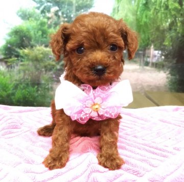 トイプードル(トイ)【埼玉県・女の子・2016年6月11日・レッド】の写真「小柄でおめめがクリクリお姫様♡」