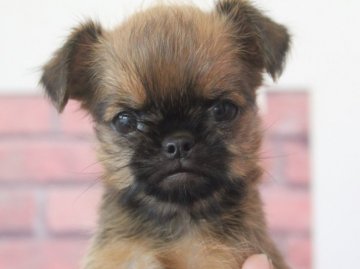 ブリュッセルグリフォン【埼玉県・女の子・2019年3月29日・レッド】の写真「2匹姉妹のグリフォンちゃん🐶🌸」