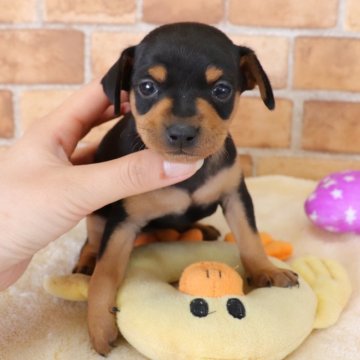 ミニチュアピンシャー【埼玉県・女の子・2022年3月6日・ブラック&タン】の写真「可愛い女の子です🐶💕」