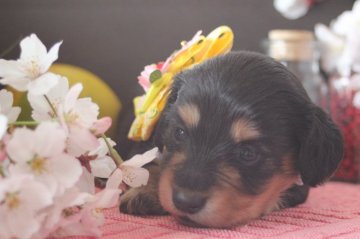 カニンヘンダックスフンド(ロング)【埼玉県・女の子・2017年2月27日・ブラック&タン】の写真「おっとり甘えん坊お姫様👸🏼💓」