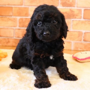 トイプードル(トイ)【埼玉県・男の子・2022年1月10日・ブラック&タン】の写真「両親遺伝子検査異常なし🍀」